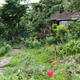 Image for article titled How To Live Off The Land In Paradise